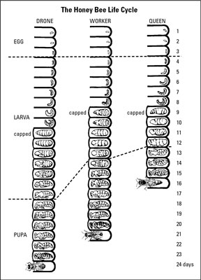 Honey bee reproduction. – Fat Daddy’s Apiary